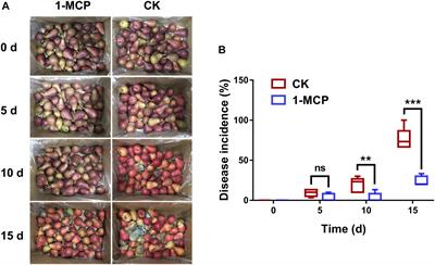 Dynamic Microbiome Changes Reveal the Effect of 1-Methylcyclopropene Treatment on Reducing Post-harvest Fruit Decay in “Doyenne du Comice” Pear